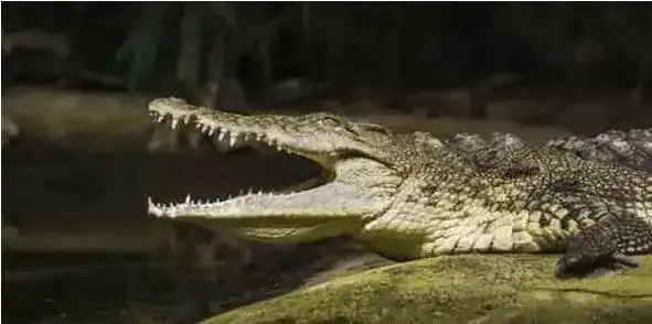 鳄鱼法则：投资止损要果断，生存还需靠策略