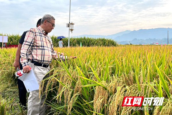 隆平高科回应安徽水稻减产 两优0293停止销售影响利润