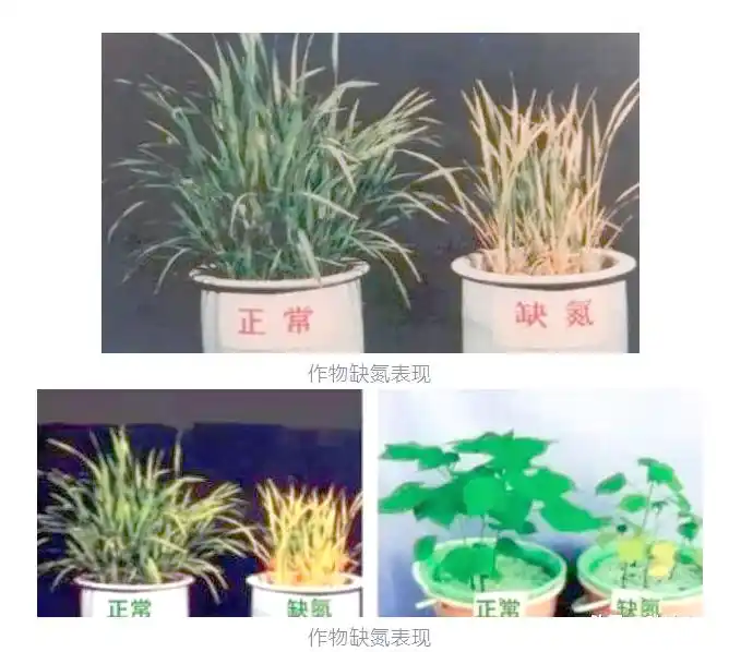 植物氮代谢_植物营养元素大量元素 微量元素 氮磷钾元素作用
