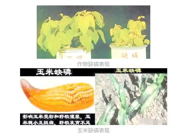 植物营养元素大量元素 微量元素 氮磷钾元素作用_植物氮代谢