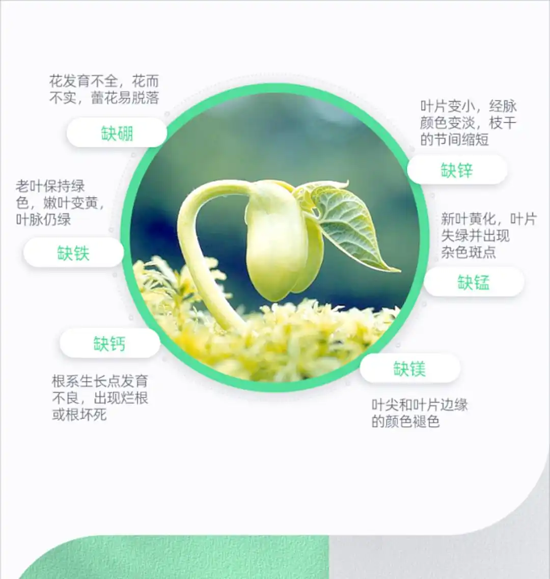 植物氮代谢_植物营养元素大量元素 微量元素 氮磷钾元素作用