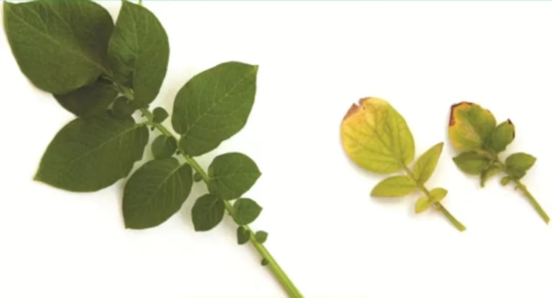 植物氮代谢_植物氮素作用_植物缺氮症状