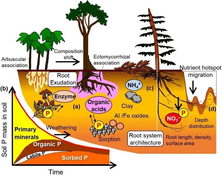 植物营养代谢：养分获取、水分运输及与土壤微生物的关系