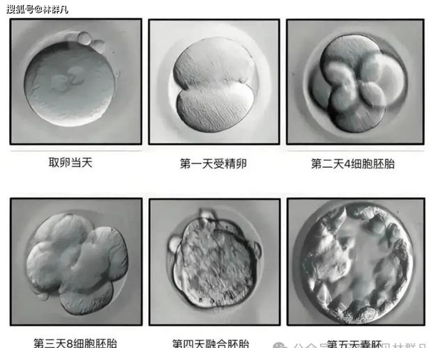 试管二次反馈成功率高？重组胚胎选优质，翻倍几率
