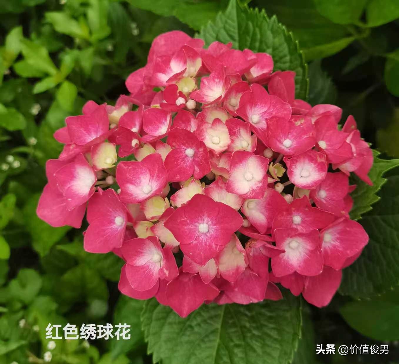 银行股2025年一季度报半年报分析_银行赎回优先股趋势_优先股 兴业银行